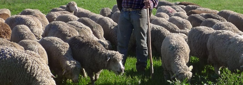 Moutons dans un champ agricole français