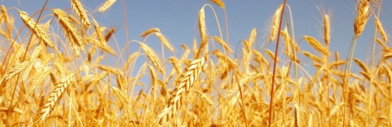 Champ de blé doré en été en France