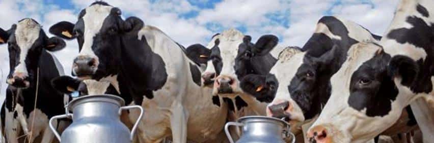 Vaches broutant dans un pré verdoyant