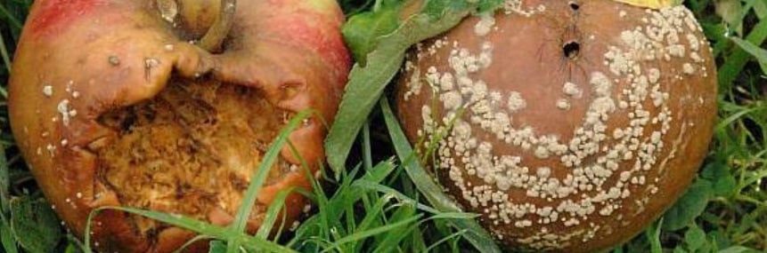 Image de gloeosporiose sur plantes agricoles