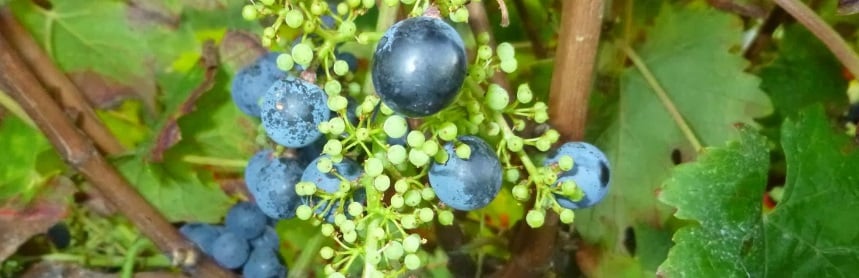 Homme agricole effectuant le millerandage des grappes de raisins
