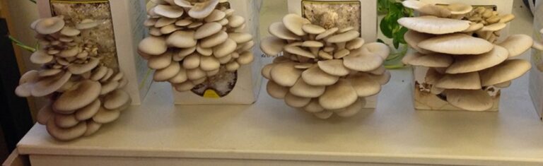 Marc tenant un champignon dans une ferme