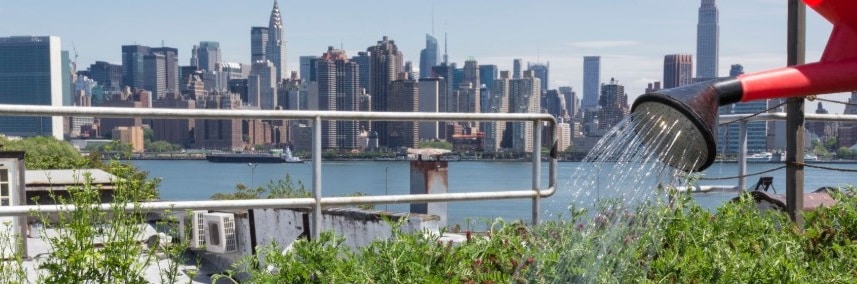 Agriculture urbaine avec des plantes en terrasses