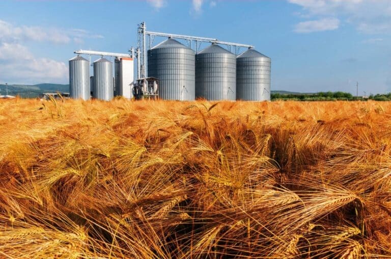 Champs agricoles avec stockage de produits en plein air