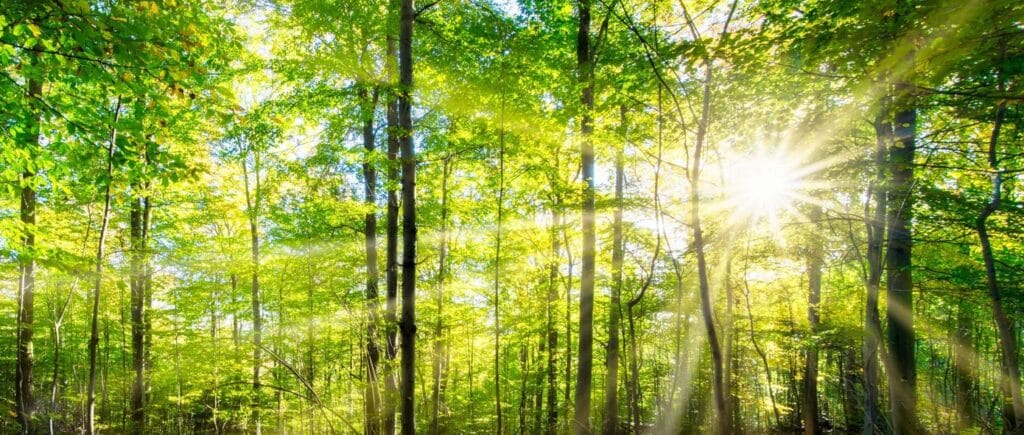 Paysage de forêt dense en France