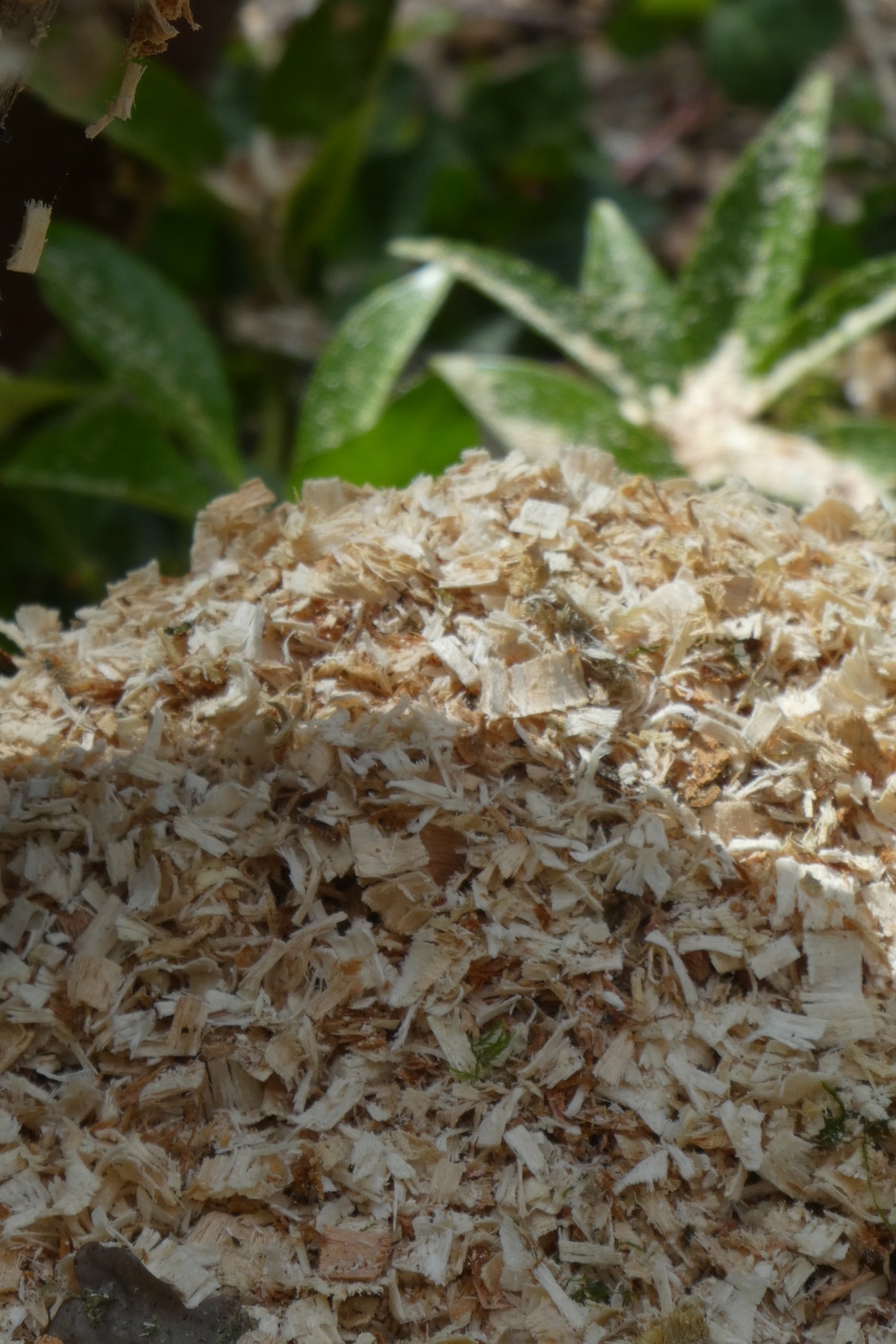 Comparaison de différents types de paillage biodégradable