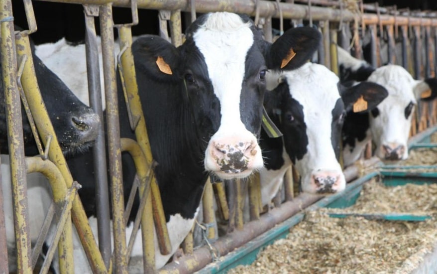 Vaches laitières dans un champ ensoleillé