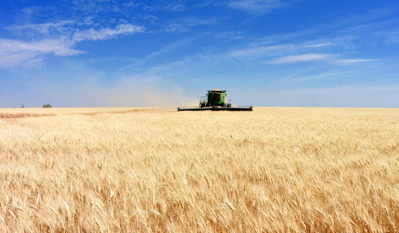 Vaste champ de blé ensoleillé en France