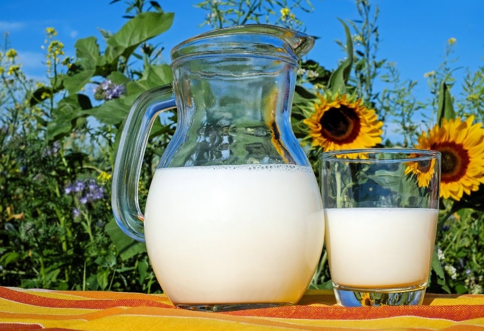 Lait frais et tournesols dans un champ français