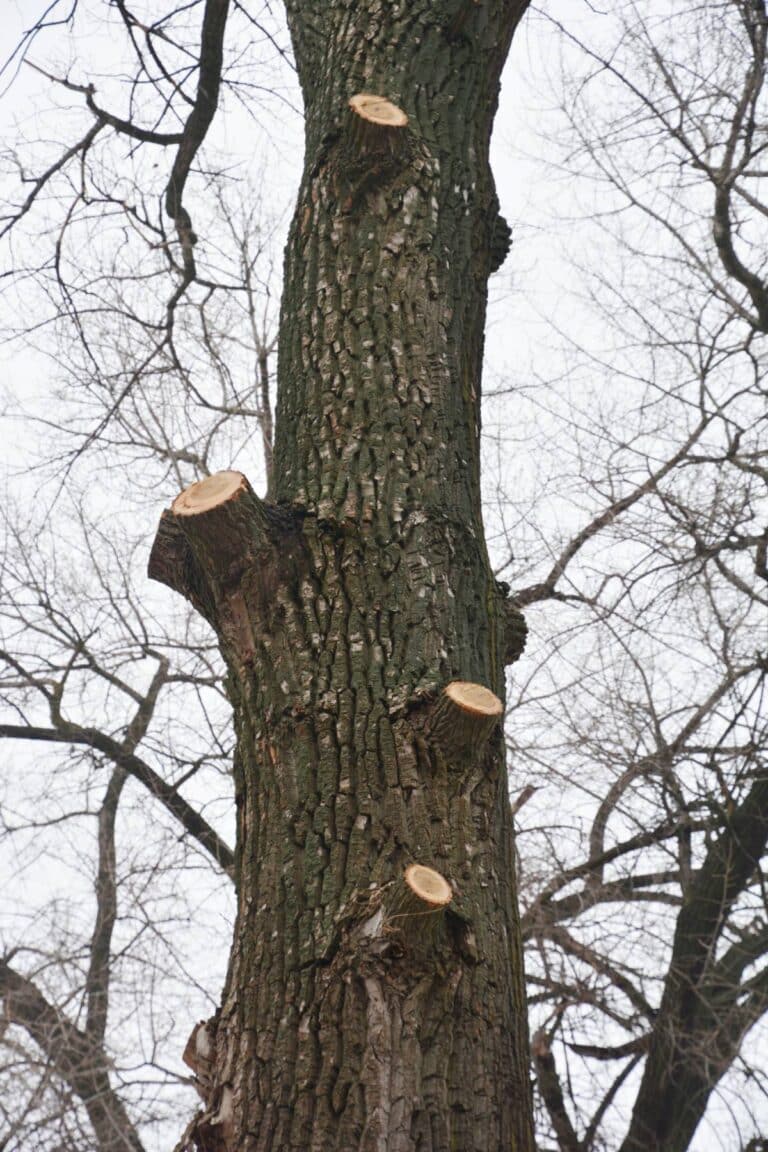 Image montrant l'élagage d'un arbre en hiver