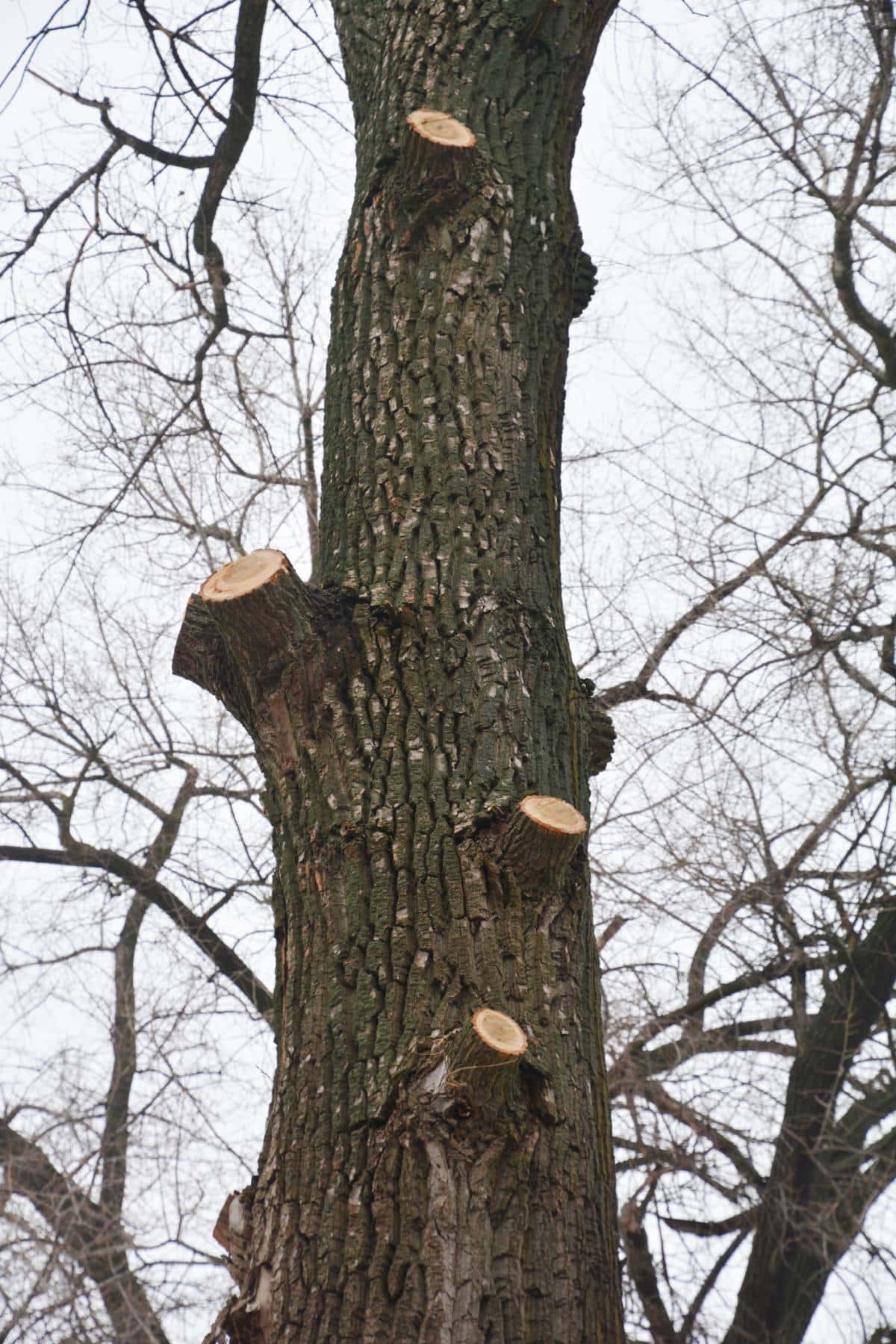 Image montrant l'élagage d'un arbre en hiver