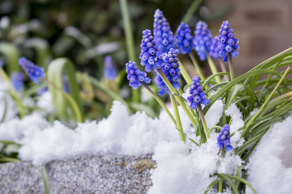 Outils professionnels pour protection contre gel du printemps
