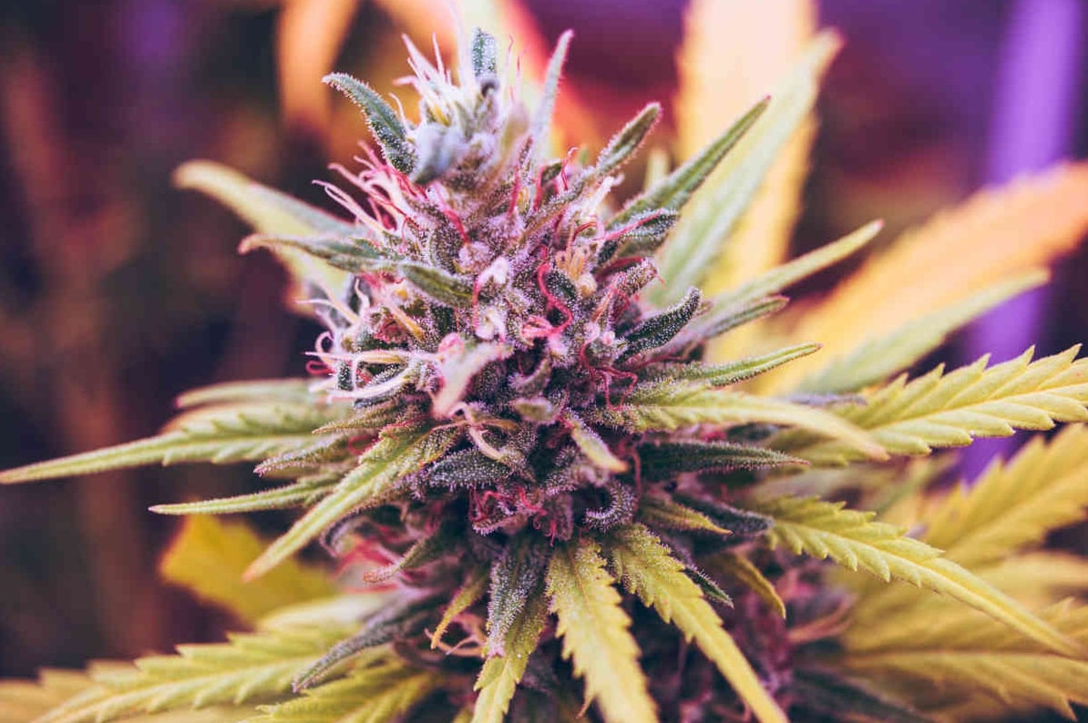 Fleurs de CBD colorées pour l'agriculture