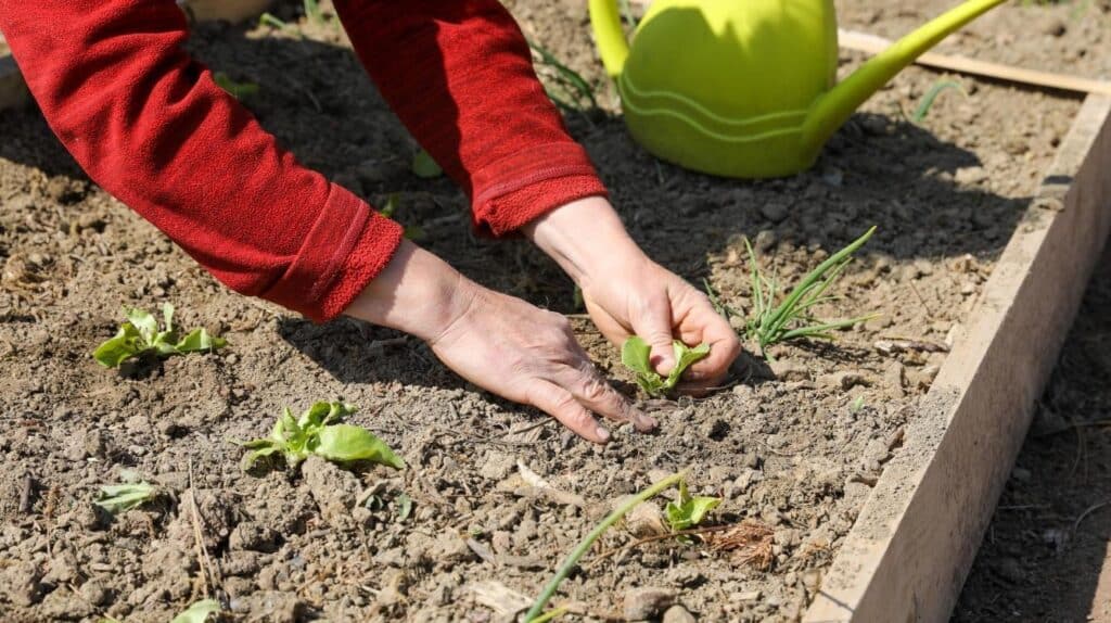 Beau potager luxuriant pour le bien-être