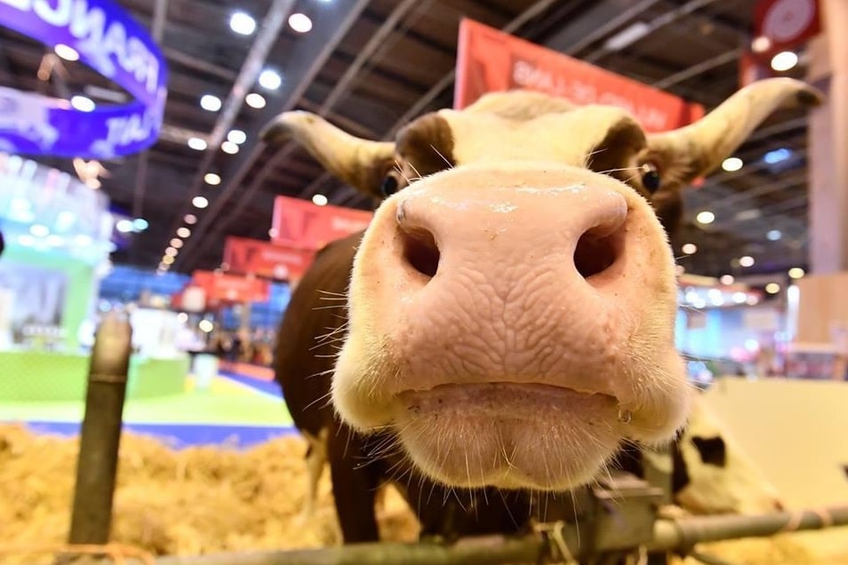 Vache exposée au Salon International de l'Agriculture