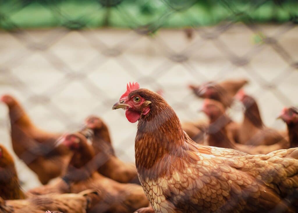 Élevage de volailles sur une ferme agricole