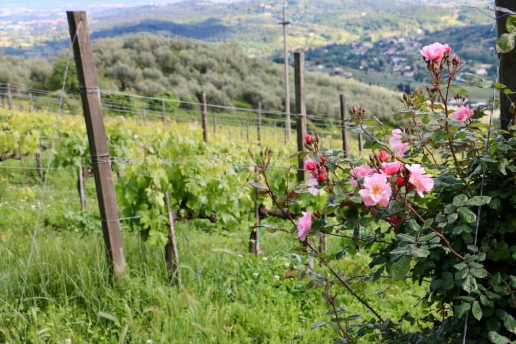 Vignoble en fleurs avec roses roses, paysage agricole