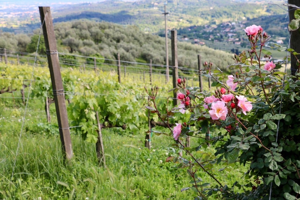 Vignoble en fleurs avec roses roses, paysage agricole