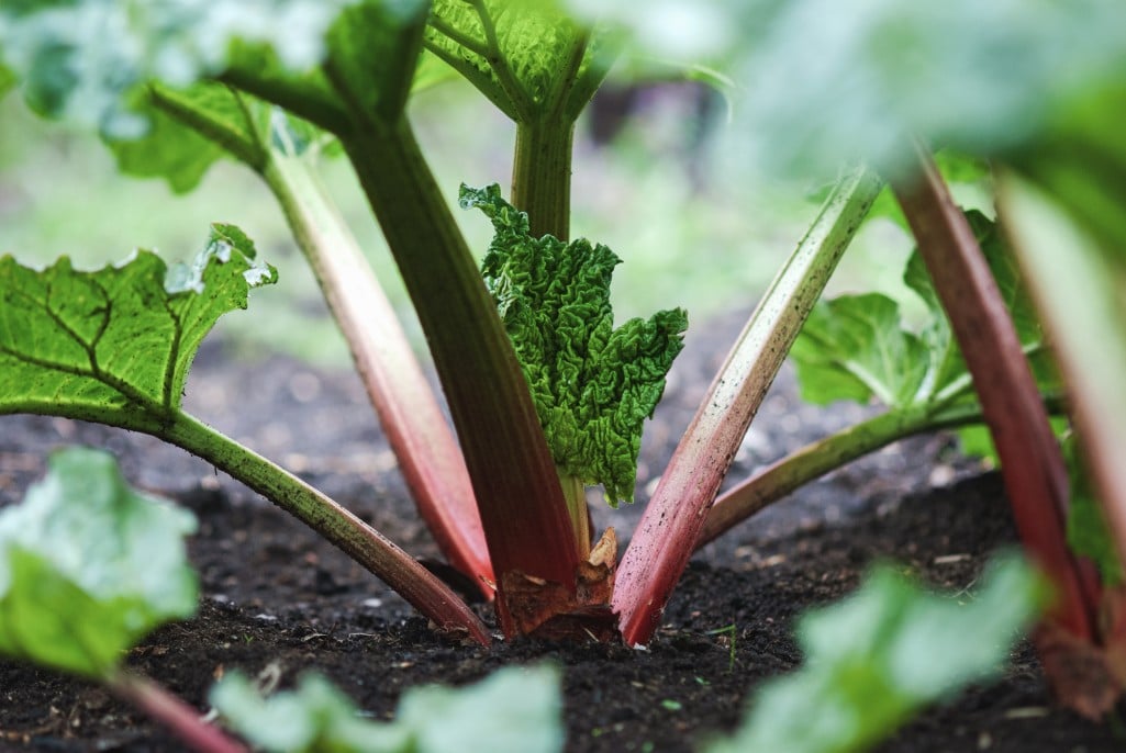 Plantes de rhubarbe avec nouvelles feuilles dans un jardin