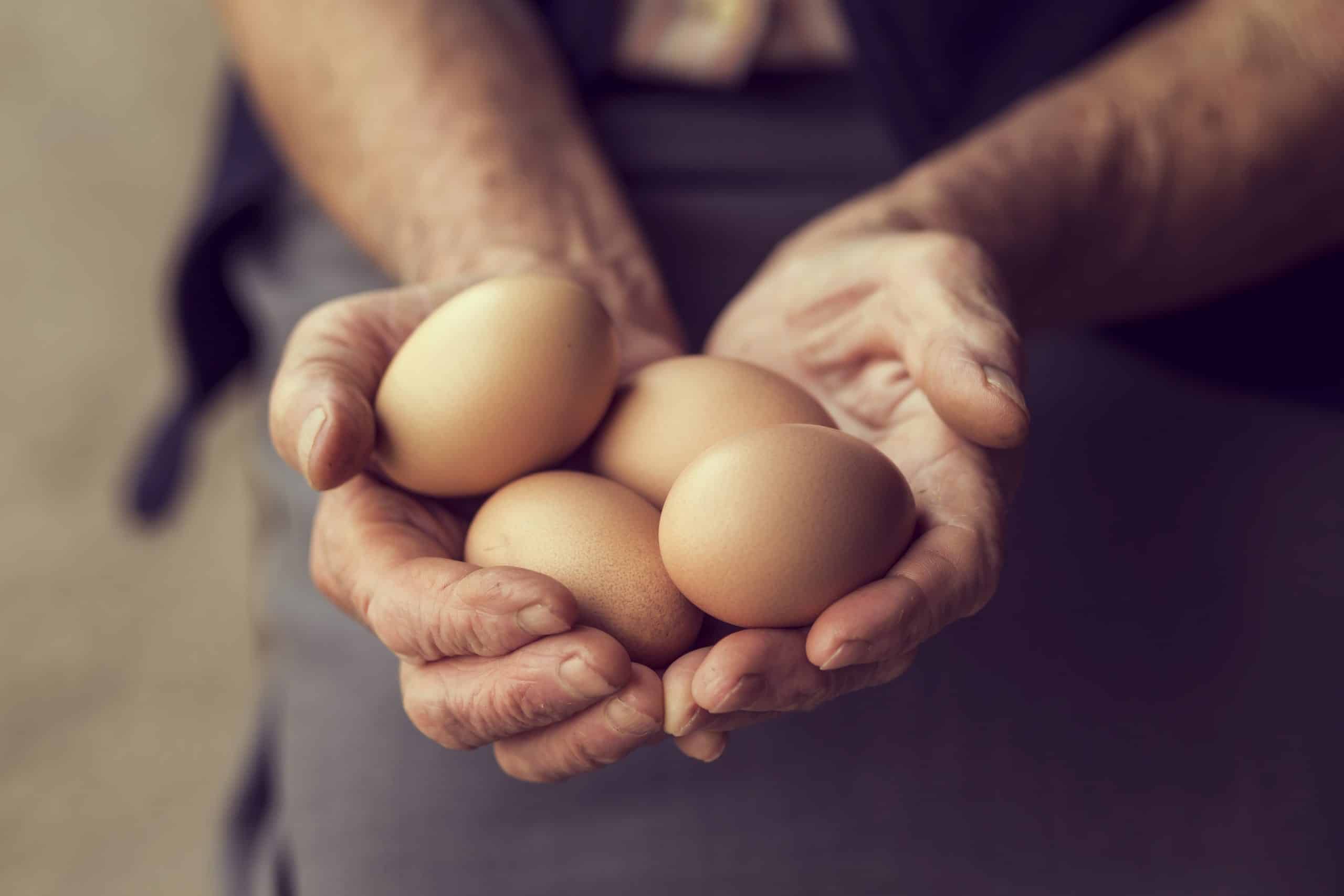 Oeufs biologiques frais de 2022