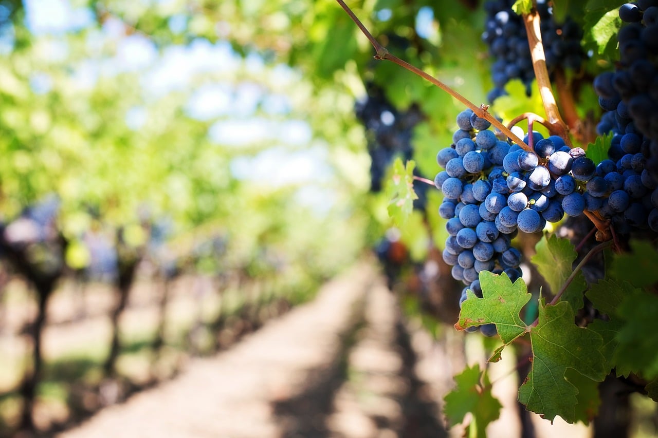 Des raisins mûrs sur la vigne en pleine journée