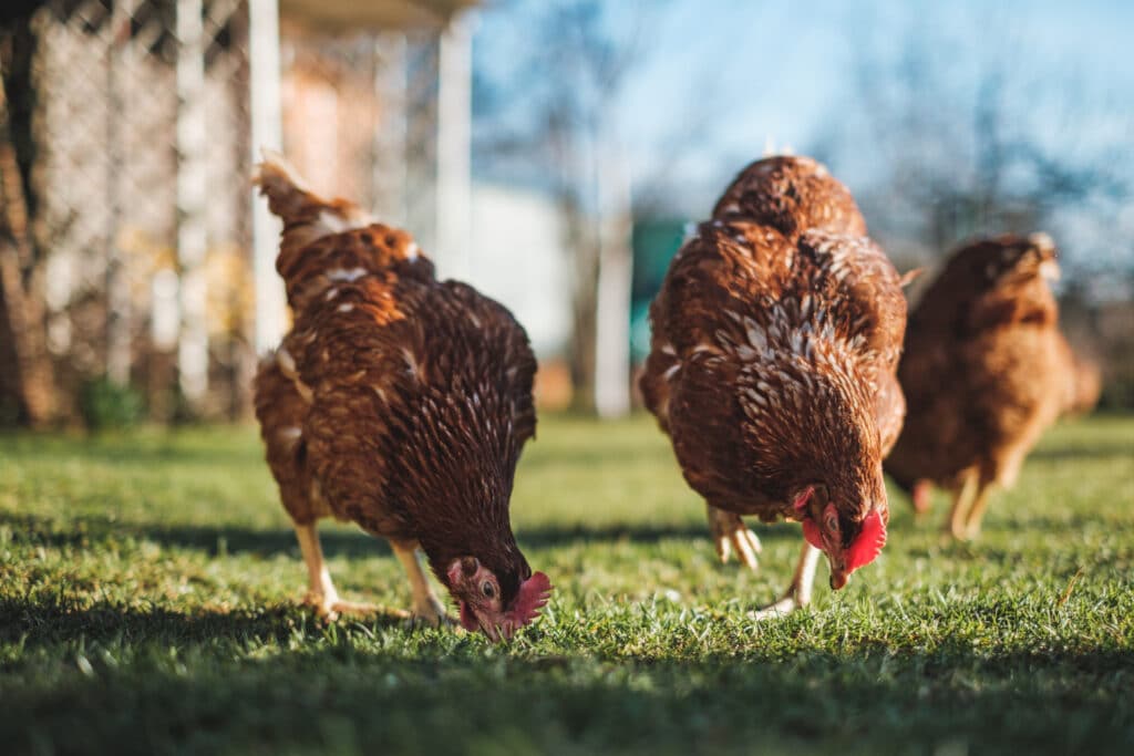 Agriculteur travaillant sur un champ verdoyant