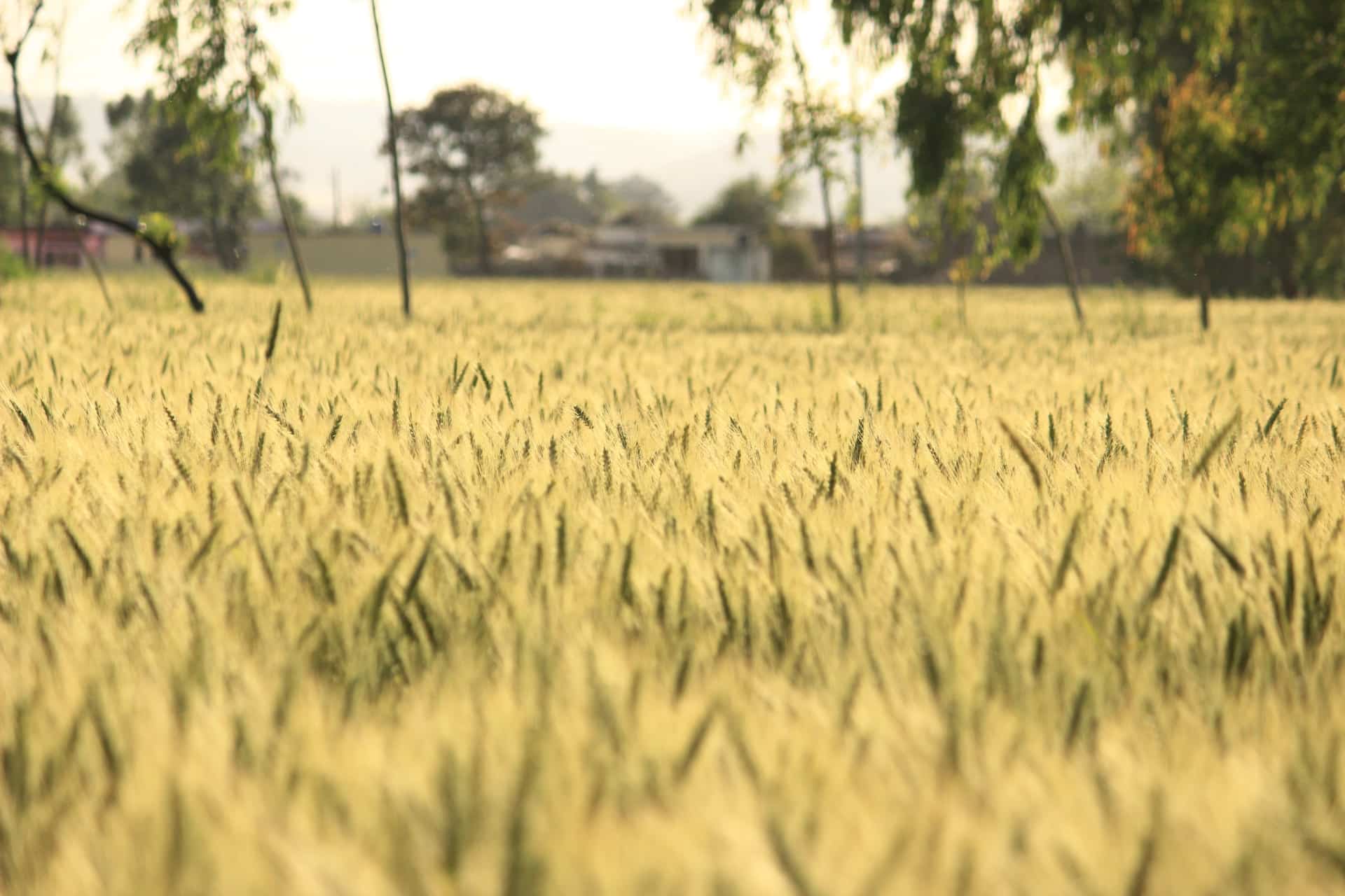 Champ agricole ensoleillé avec un grand tracteur