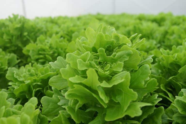 Cultivation de légumes dans un champ agricole