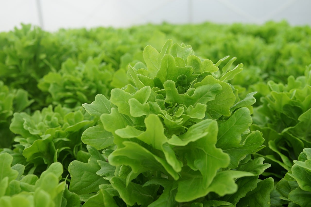 Cultivation de légumes dans un champ agricole