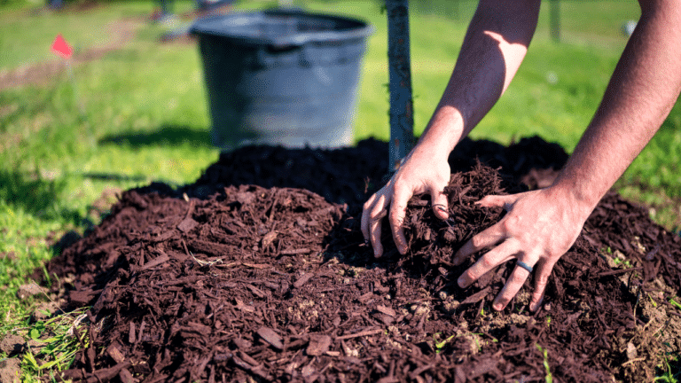 Processus de paillage du sol en agriculture