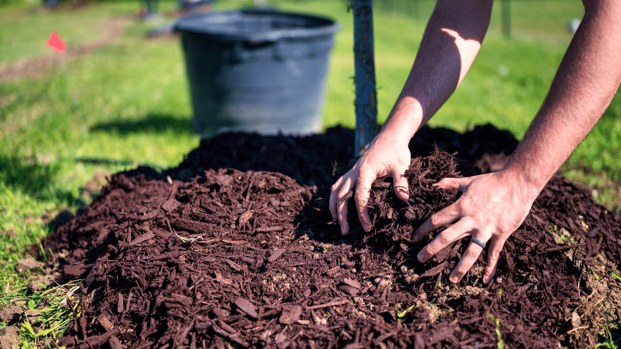 Processus de paillage du sol en agriculture