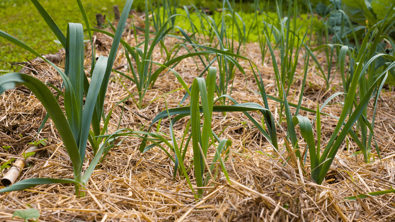Paillis utilisé comme couverture de sol en agriculture