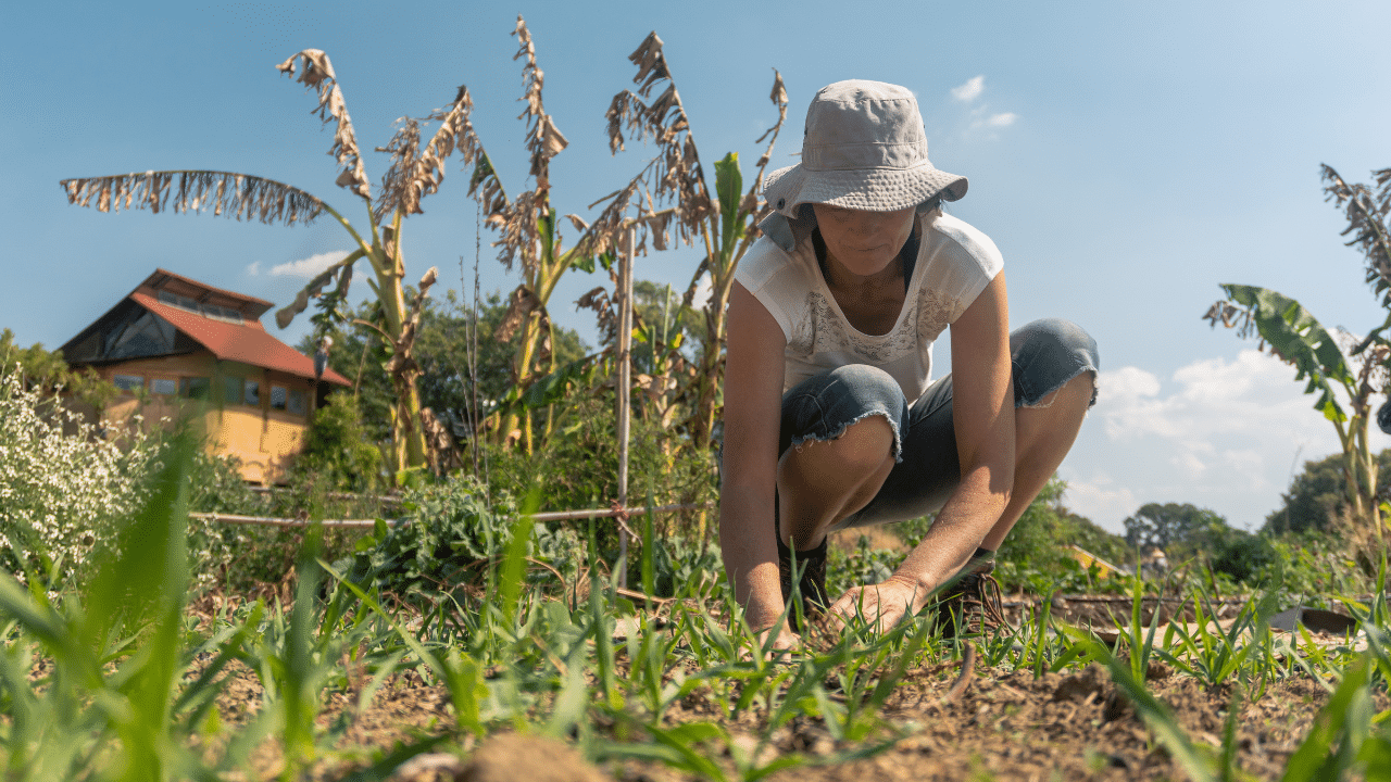 Image représentant la permaculture dans l'agriculture française