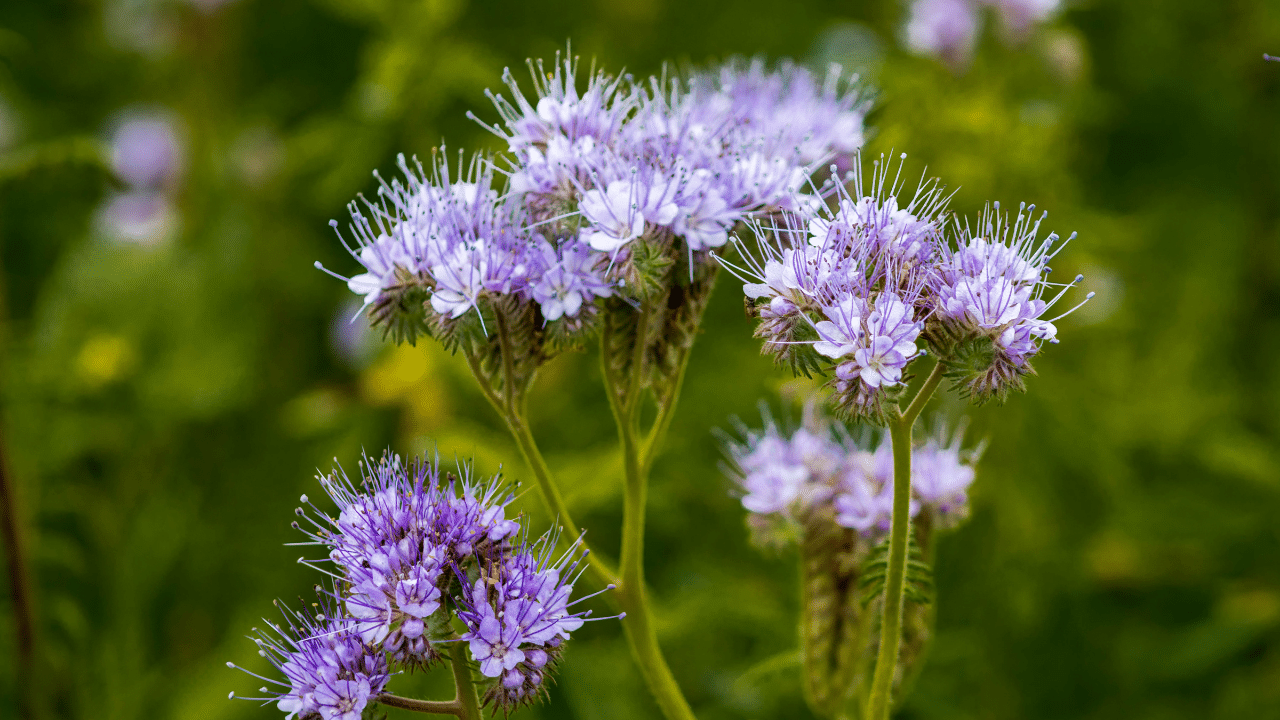 Photographie de phacélie, plante agricole, sur LaTeleAgricole