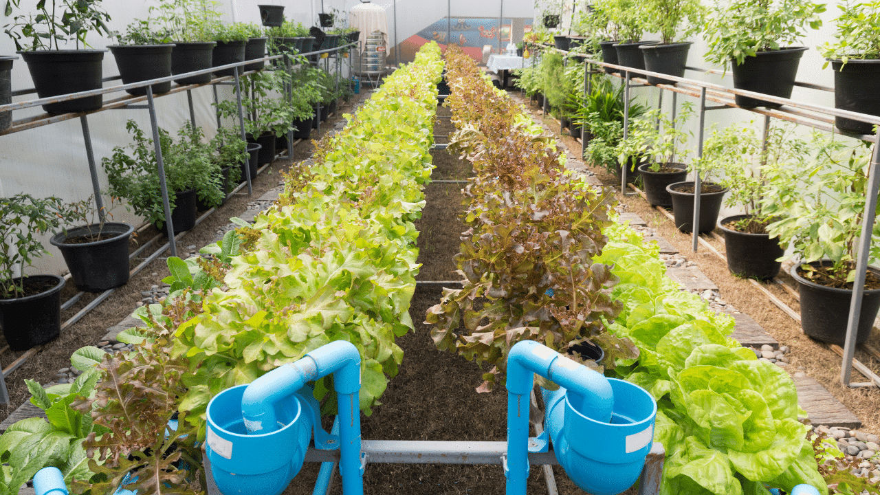 Agriculture biologique dans un champ vert