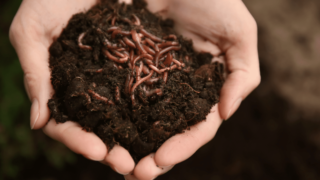 Image de micro-organismes pour la recherche agricole