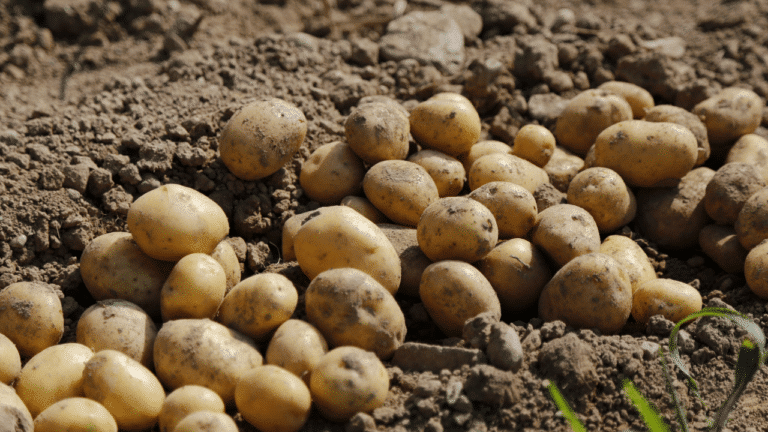 Pommes de terre fraîches de l'agriculture française