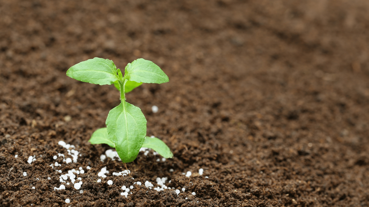 Fertilisation du sol pour l'agriculture