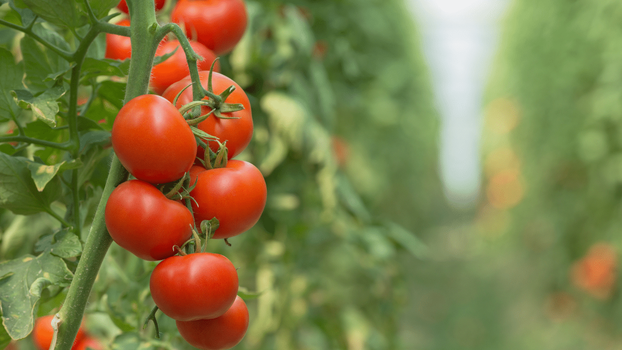 Dégustation de différentes variétés de tomates