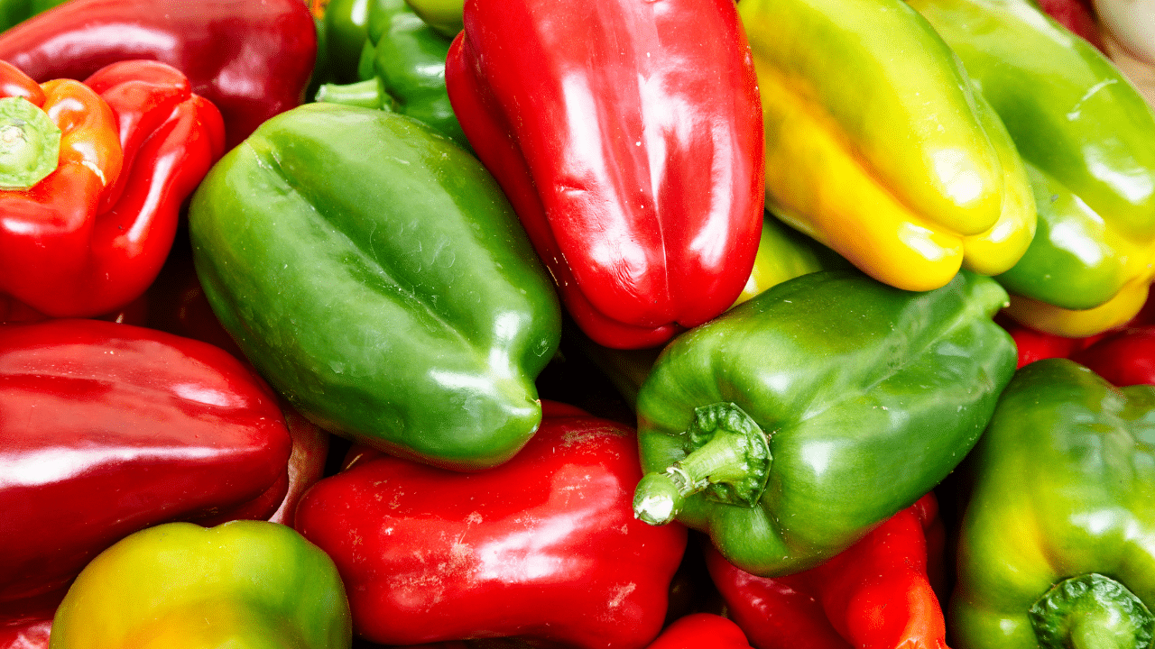 Poivrons multicolores frais de l'agriculture française