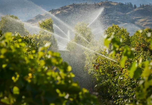 traitement d'eau en viticulture