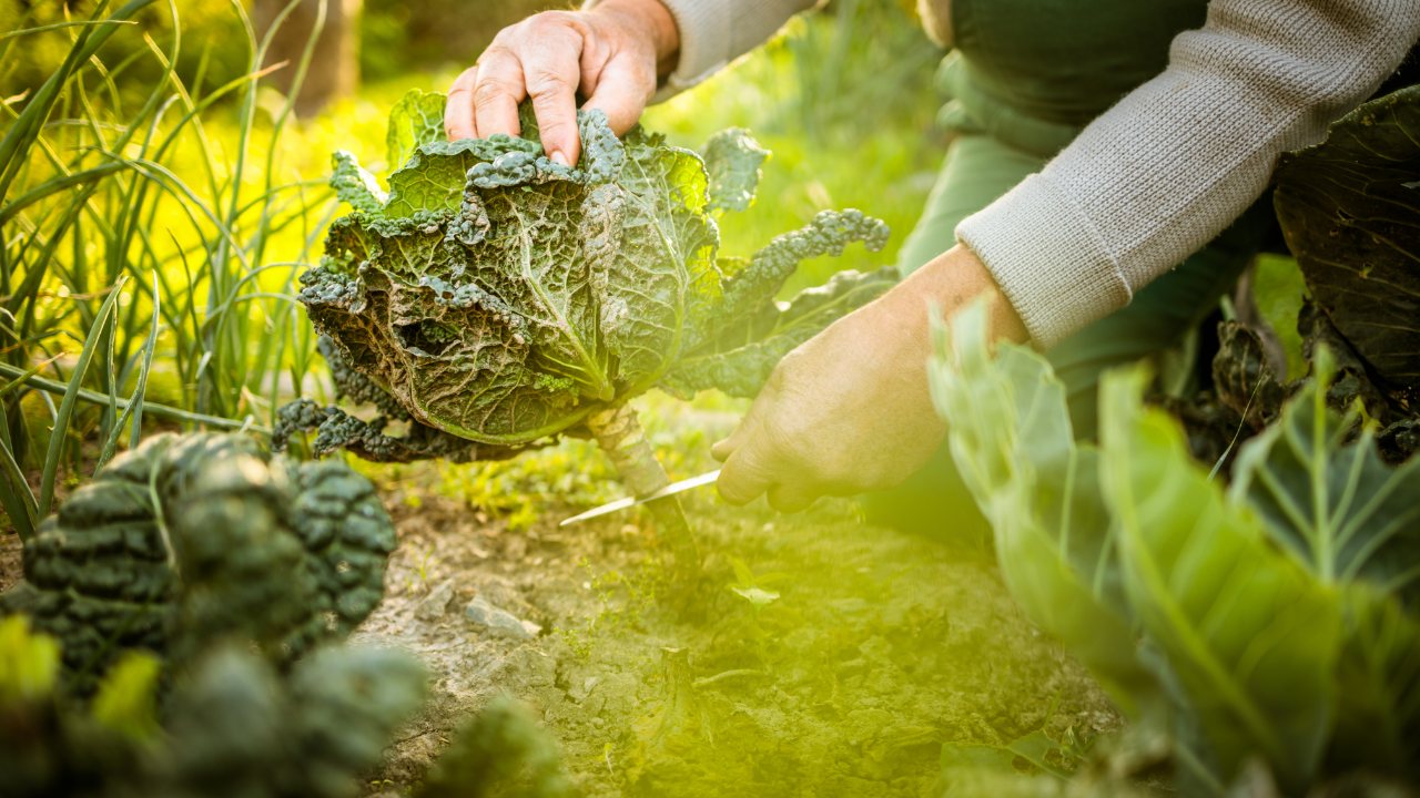 Permaculture