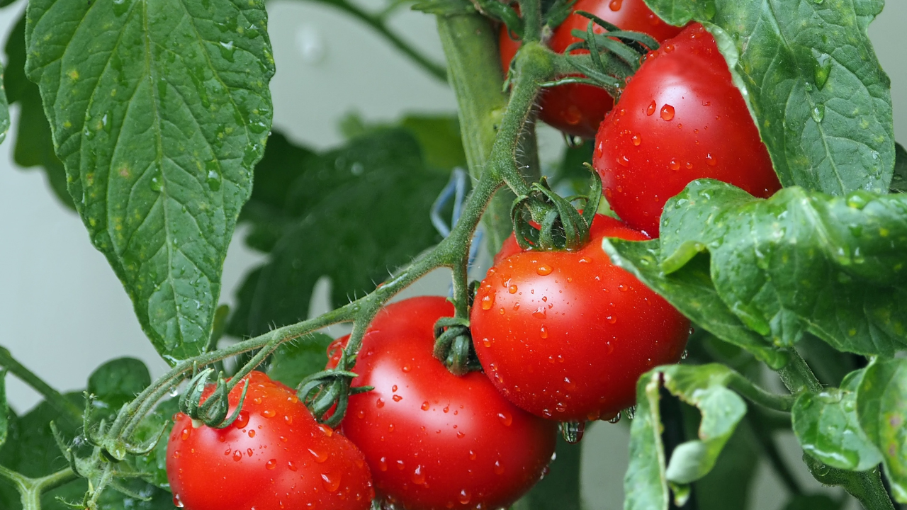 Gourmands de tomates