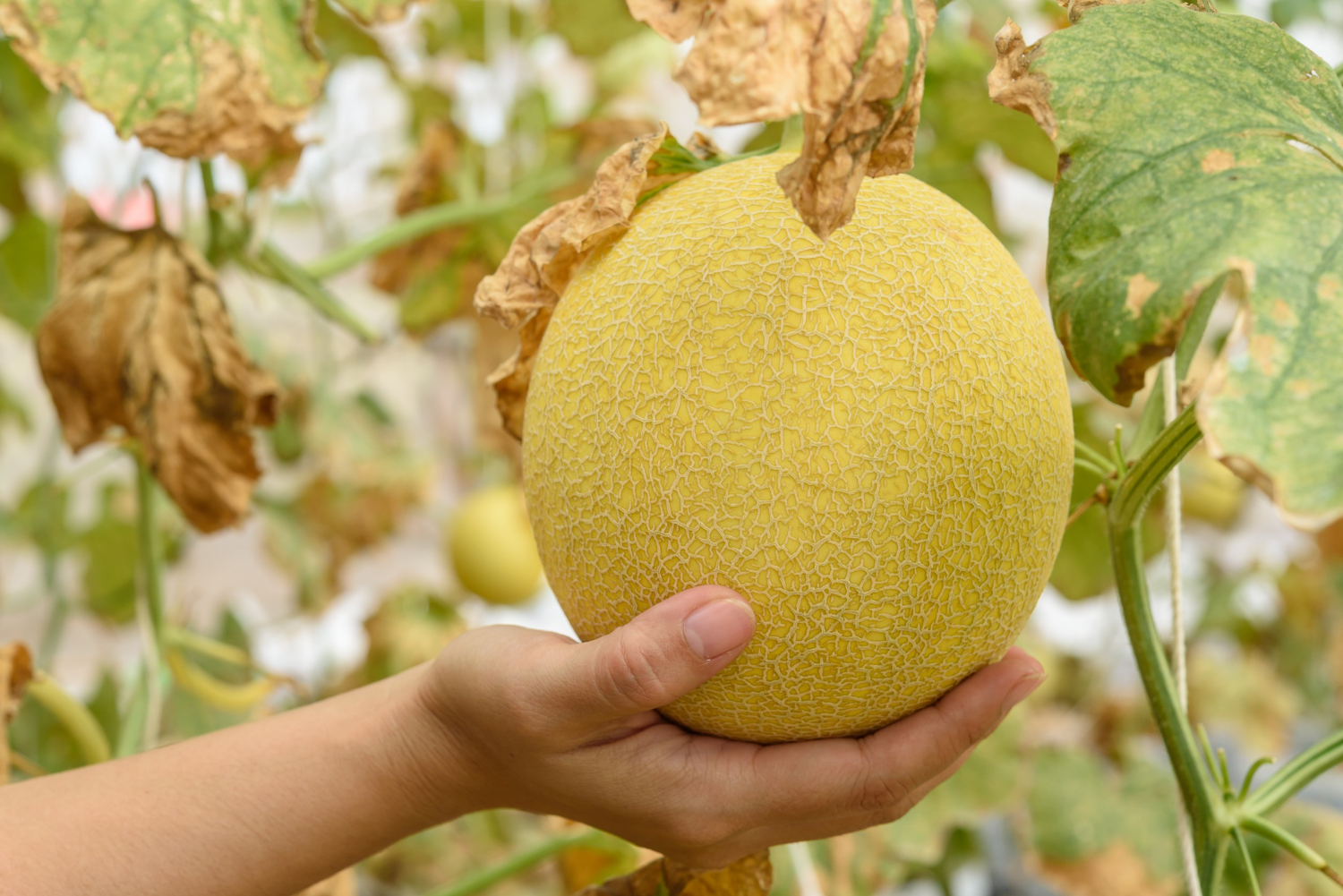  cultiver le melon jaune
