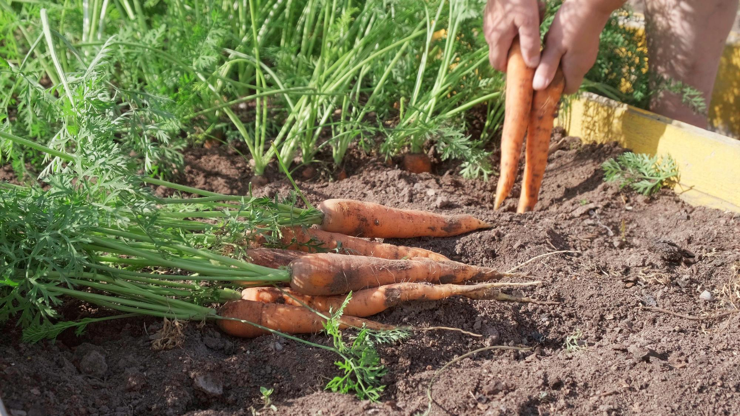 Semer les carottes