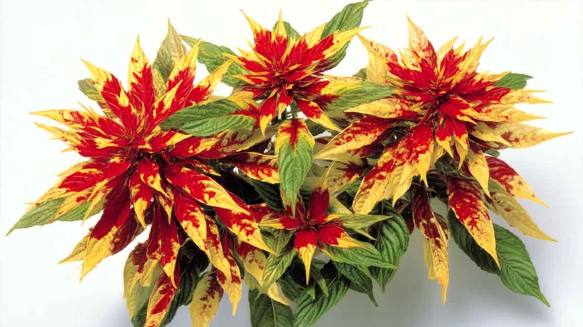 amaranthus
