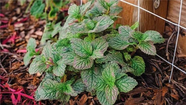coleus canina