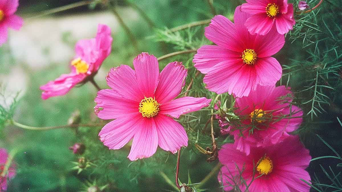 cosmos