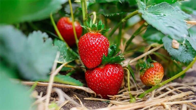 fraises