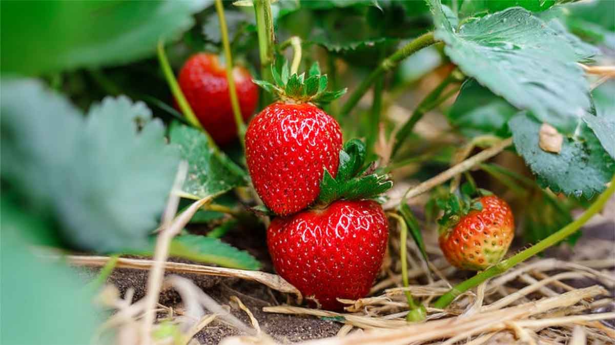 fraises